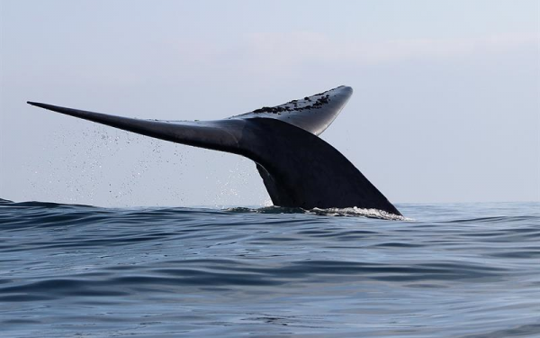 Países que defienden y se oponen a la caza de ballenas miden fuerza en Brasil